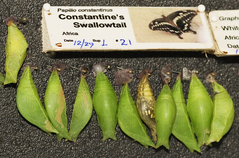 Constantine's Swallowtail (0601)
