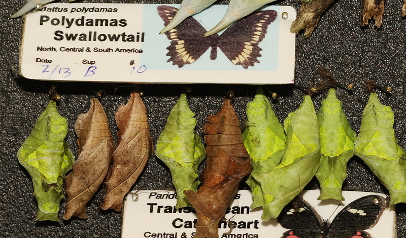 Polydamus Swallowtail (0603)