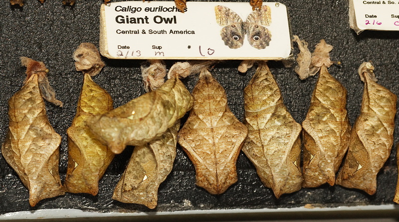 Giant Owl Chrysalis (0605)