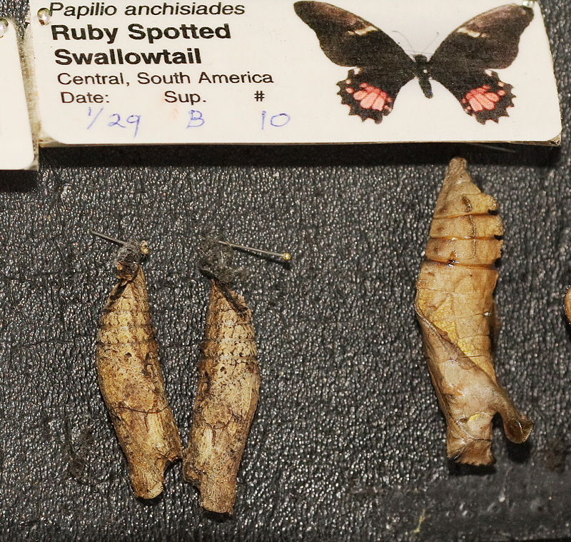 Ruby Spotted Swallowtail Chrysalis (0606)