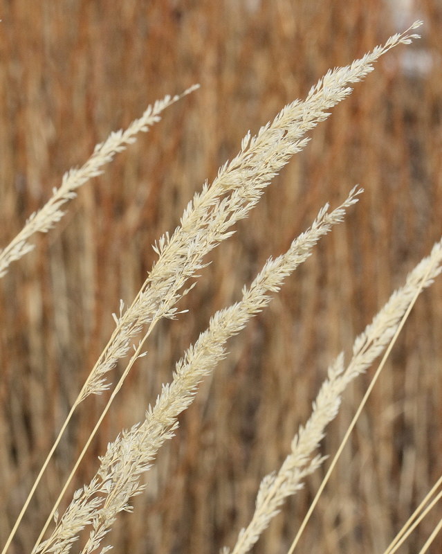 Feather Reed Grass 'Karl Forster' #551 (0825)