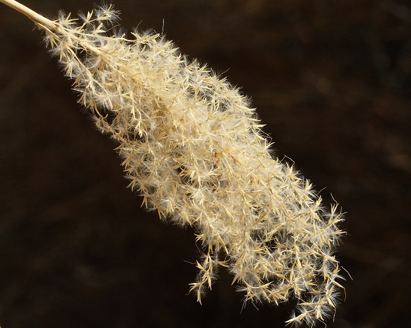 Zebra Grass #572 Sead Head (0777)