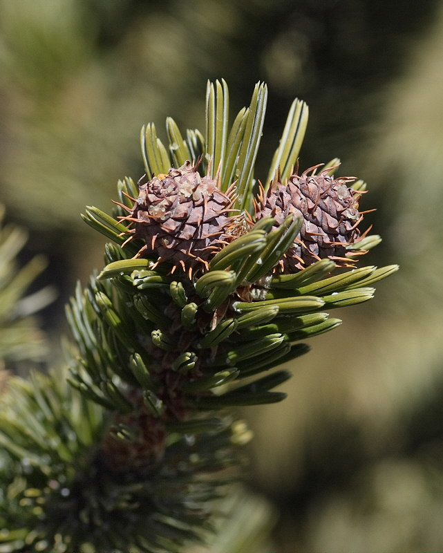 Bristlecone Pine #110 Cone (1352)