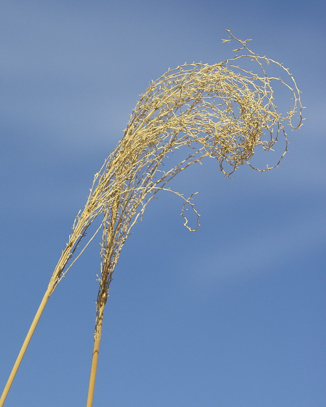 Maiden Grass #563 (1324)