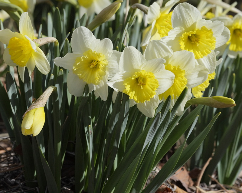 Daffodil #502 Blooms (2129)