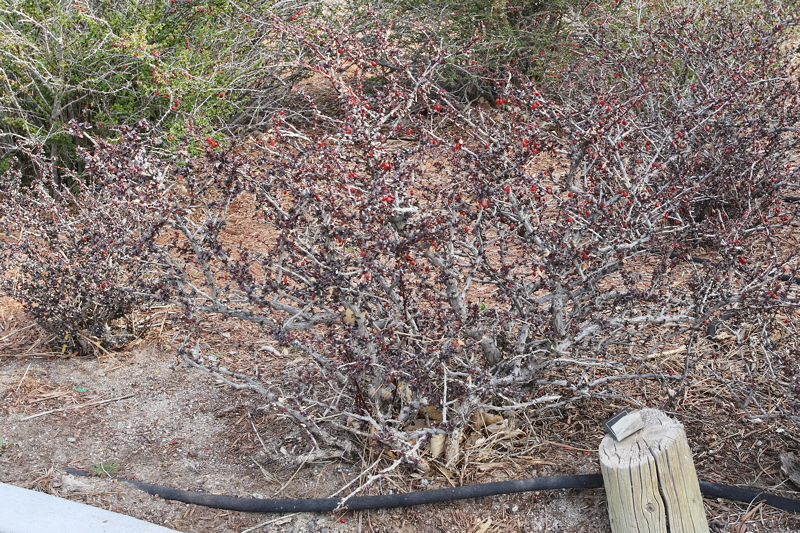 Crimson Pygmy Barberry #435 (3232)