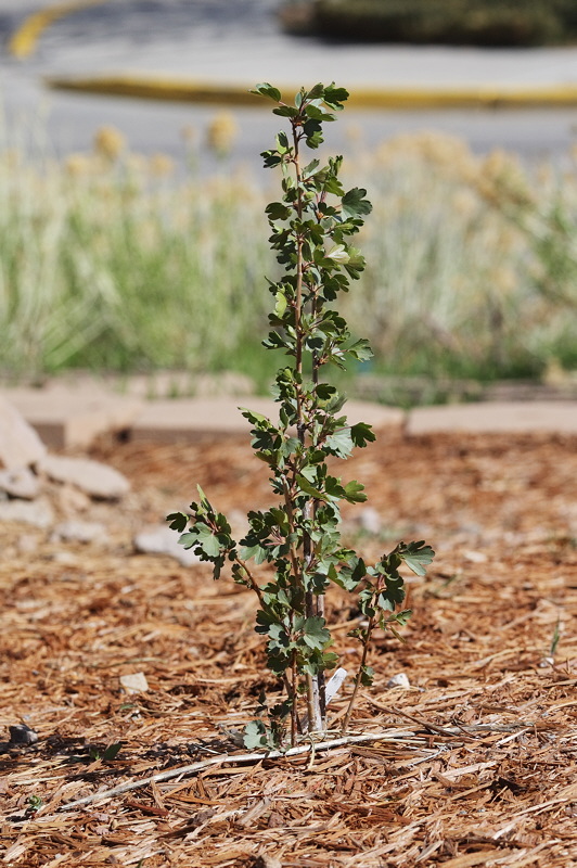 Wax Currant #315 (3321)