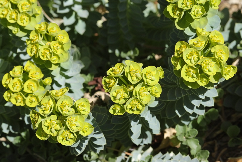 Donkey Spurge (3327)