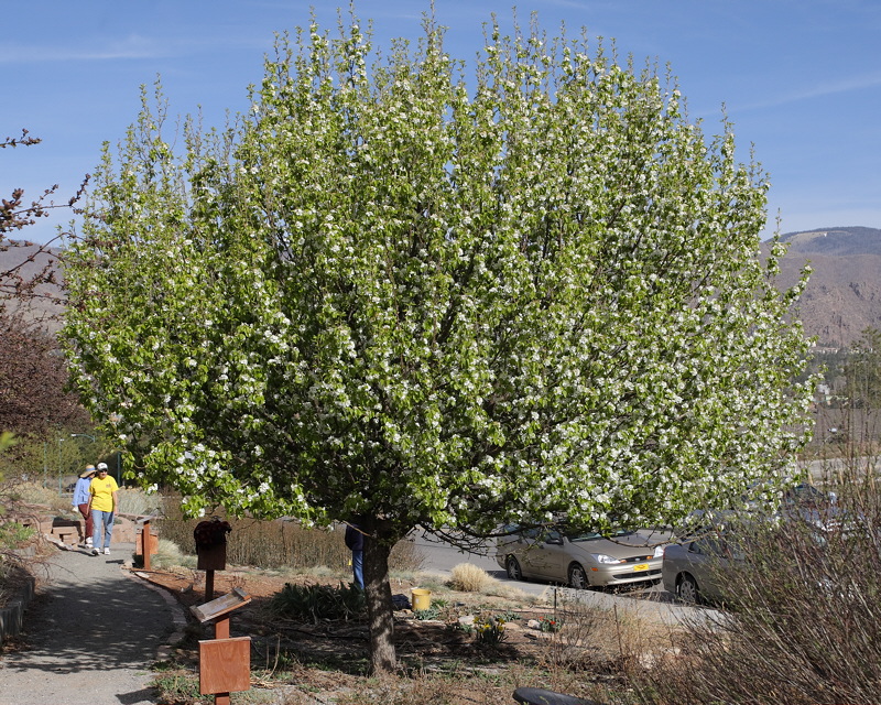 Ussurian Pear #101 (3227)