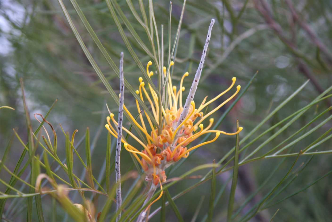 Grevillia
