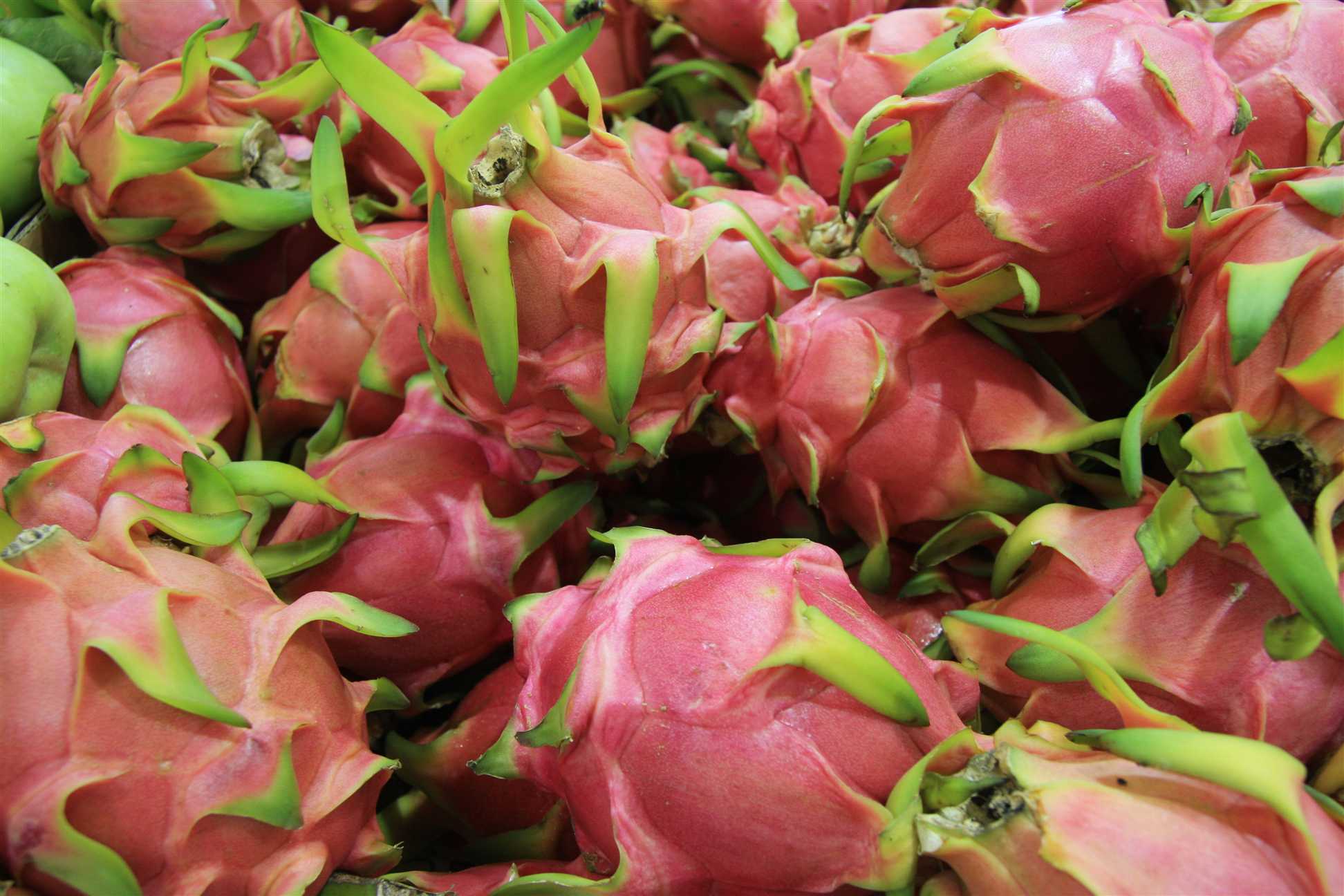 26 February Pitaya or Dragon fruit