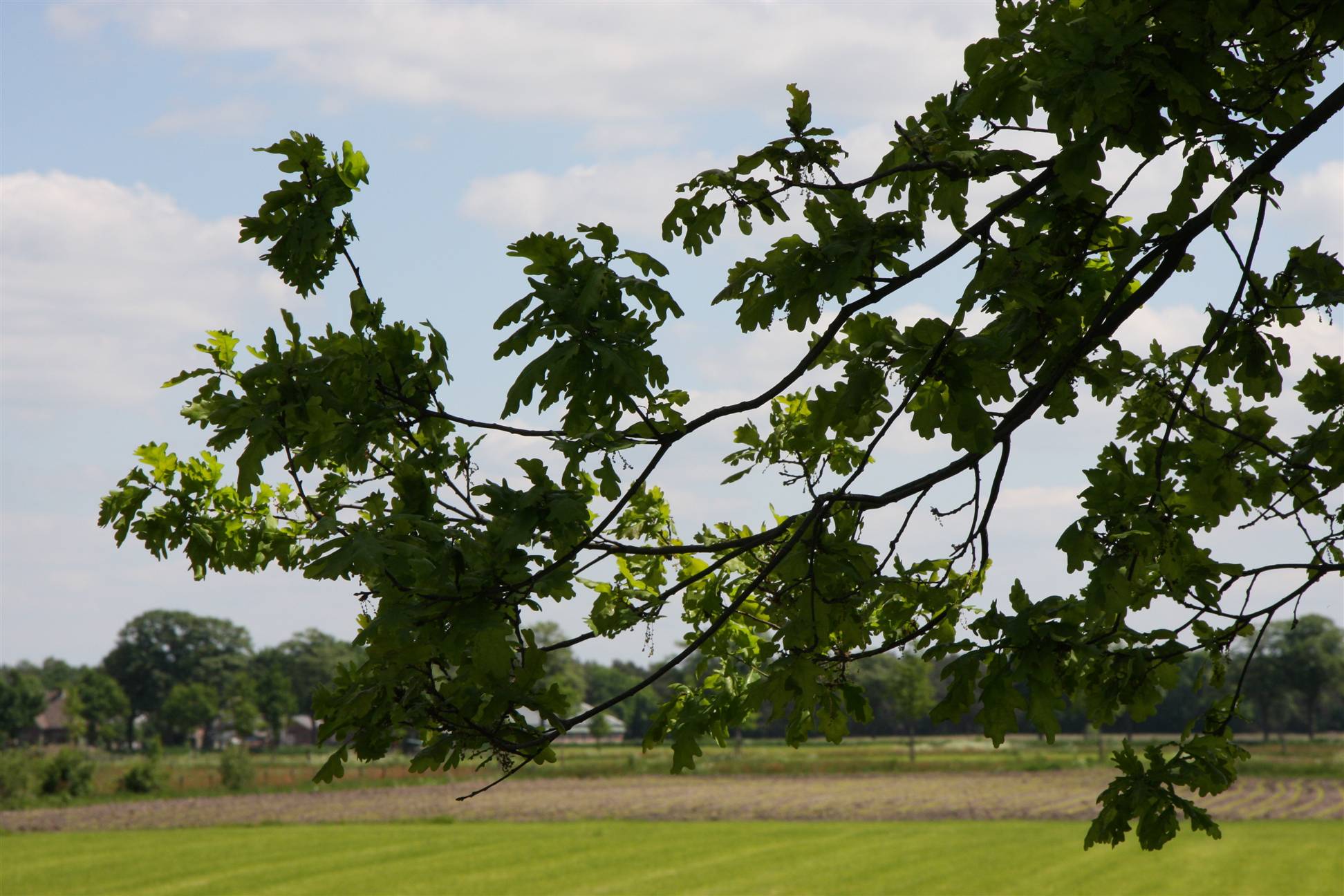 Spring Oak leaves