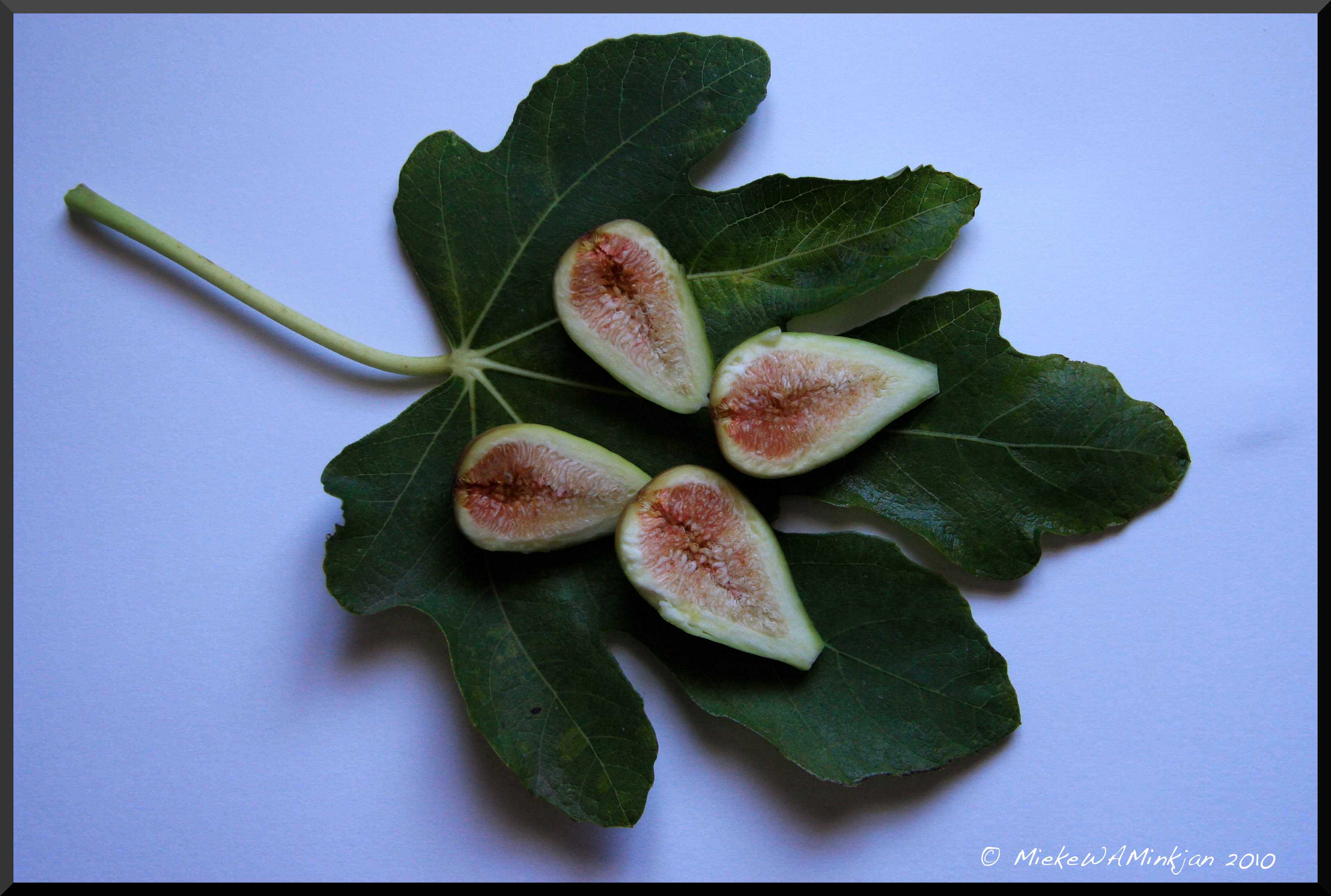 Fig-fruit and leave