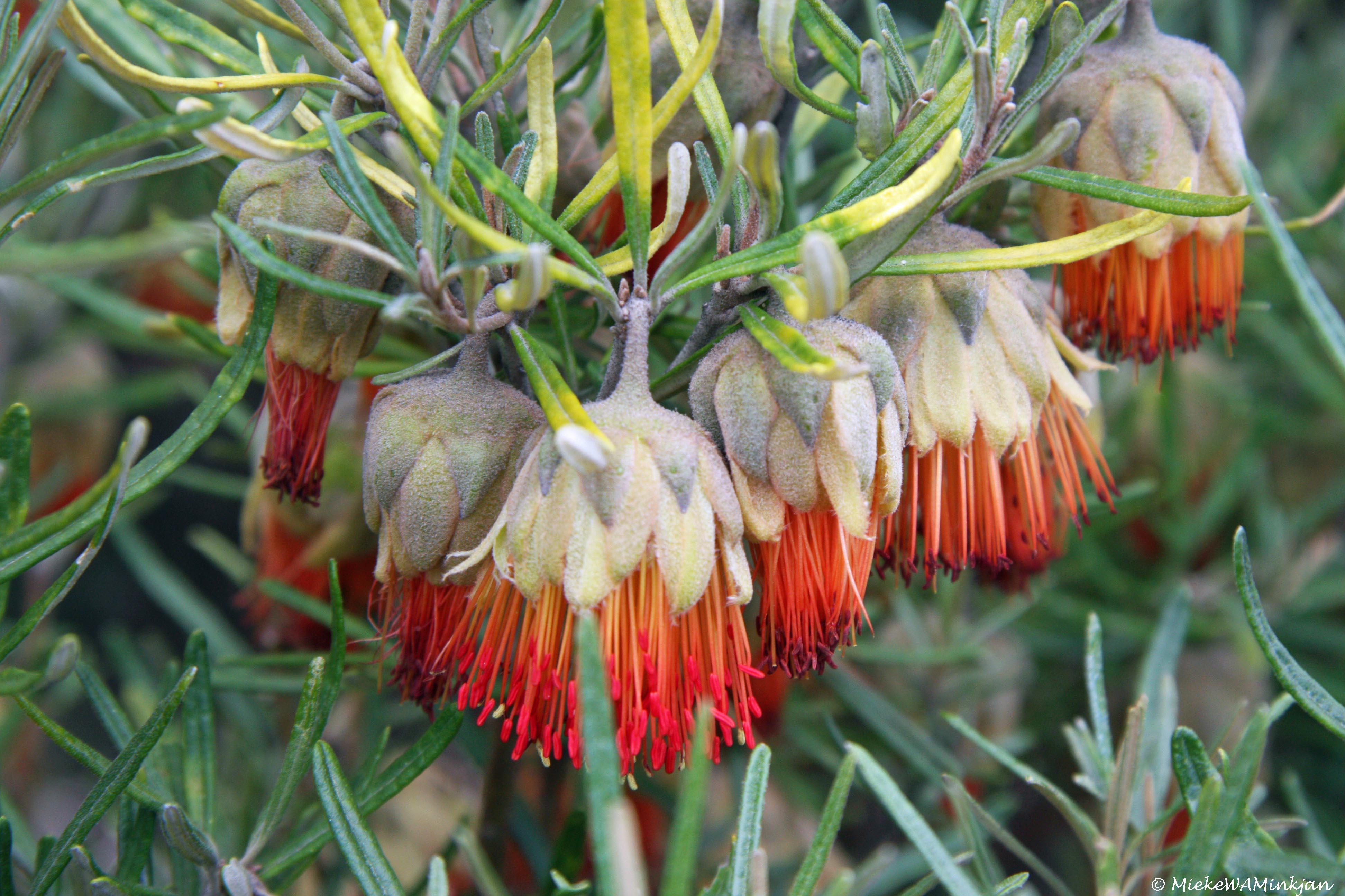 12 Calothamnus