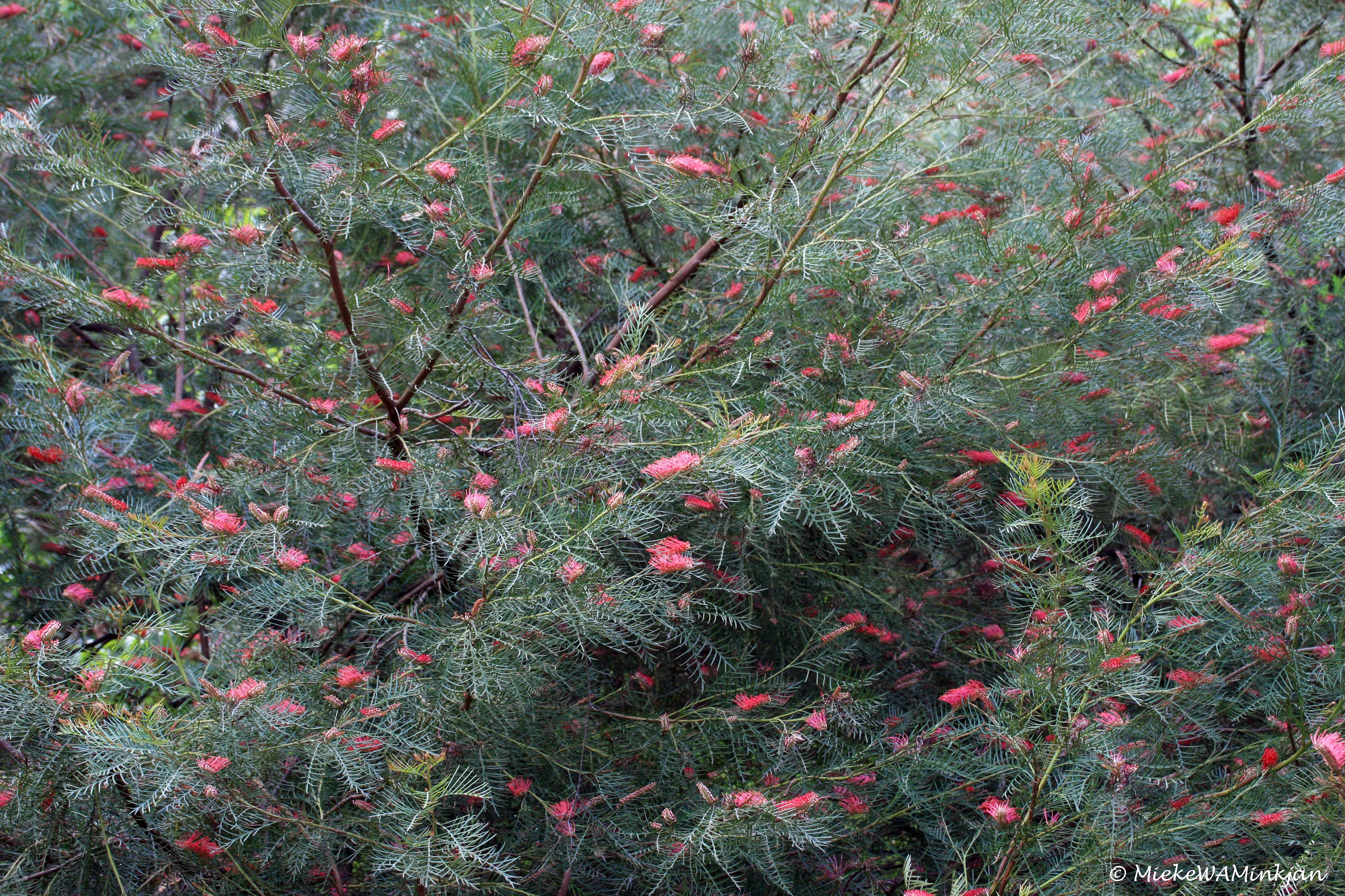 Grevillea hooks or toothbrush