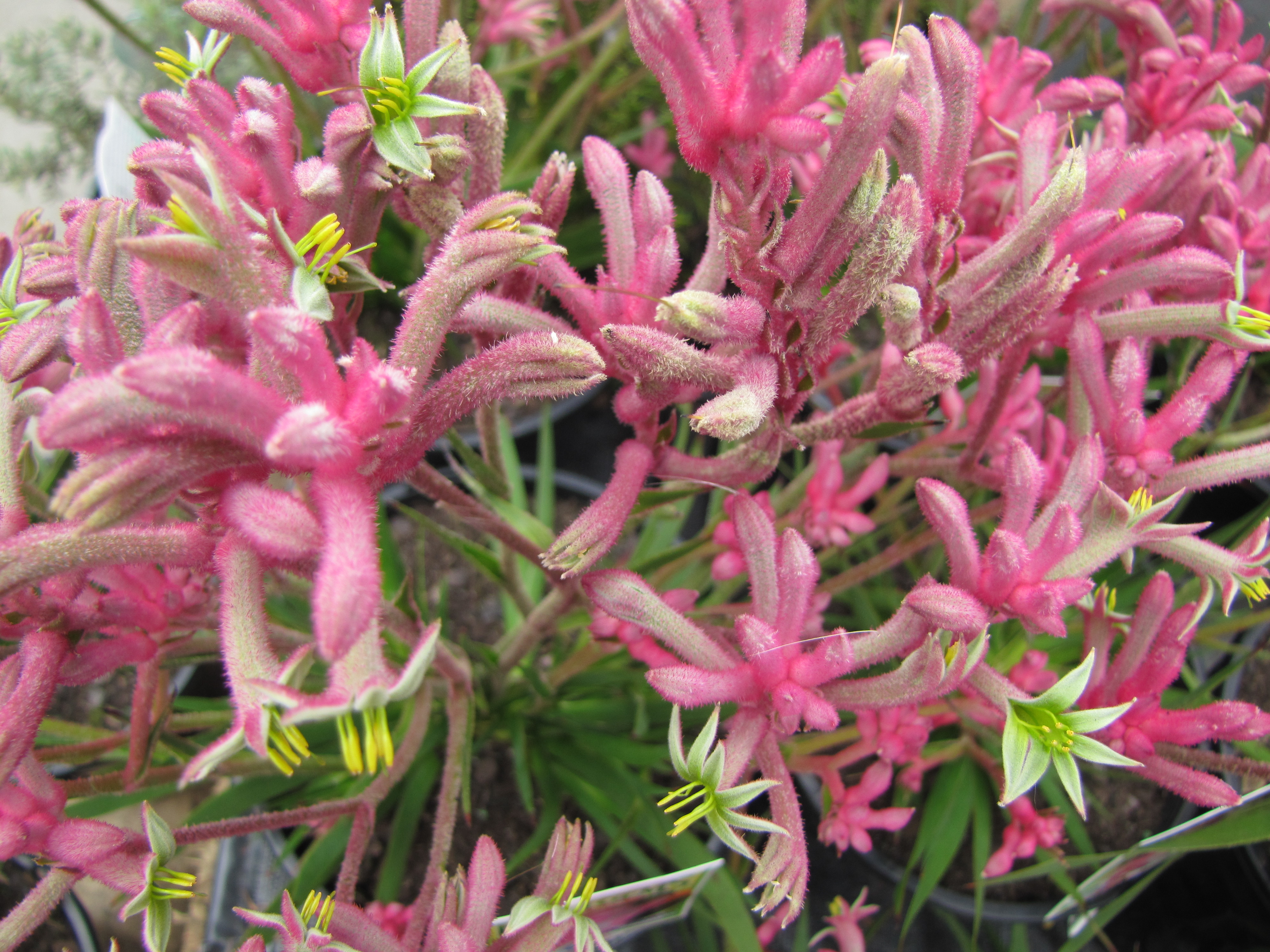 Kangaroo Paw