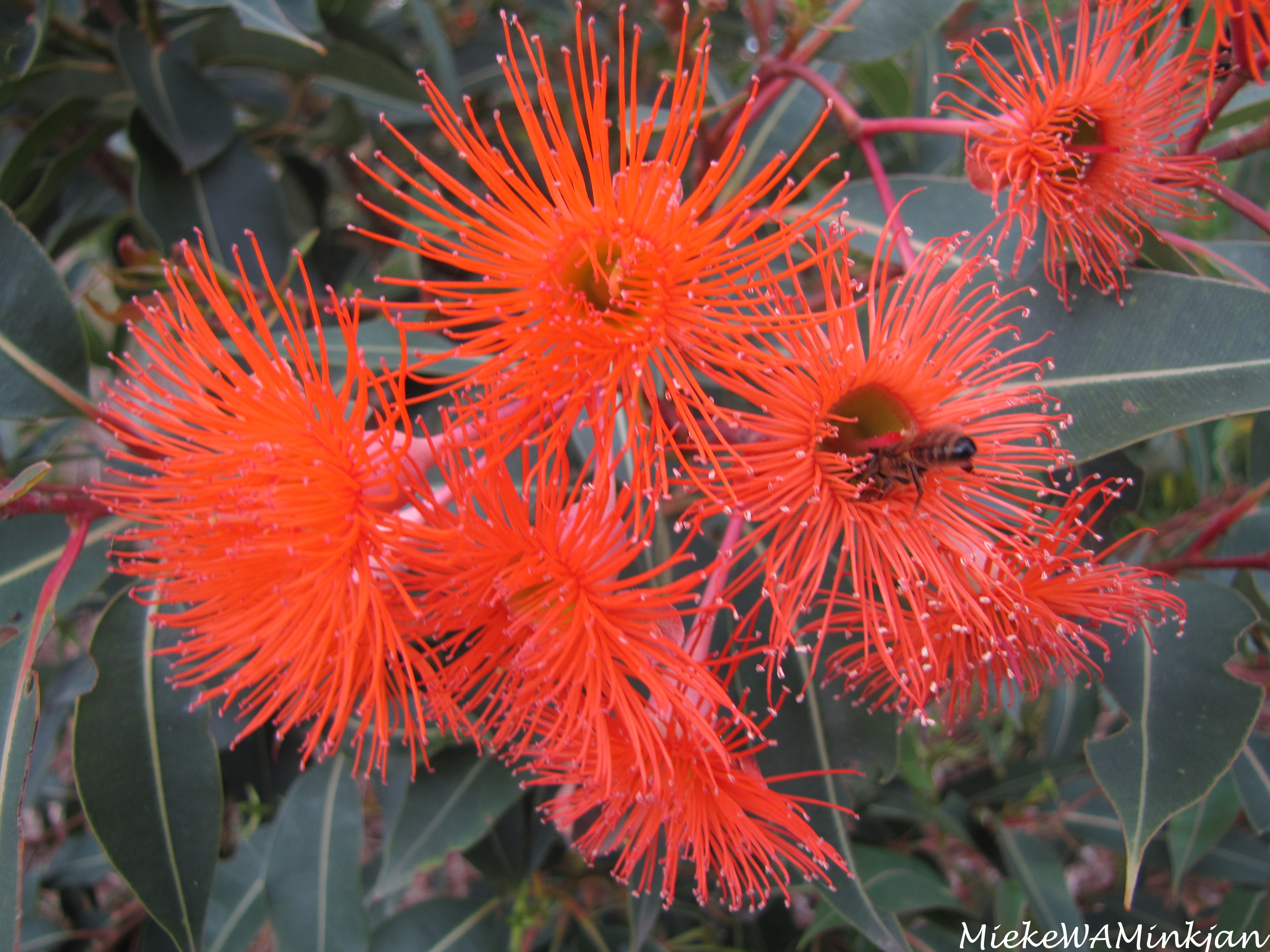 Corymbia ficifolia