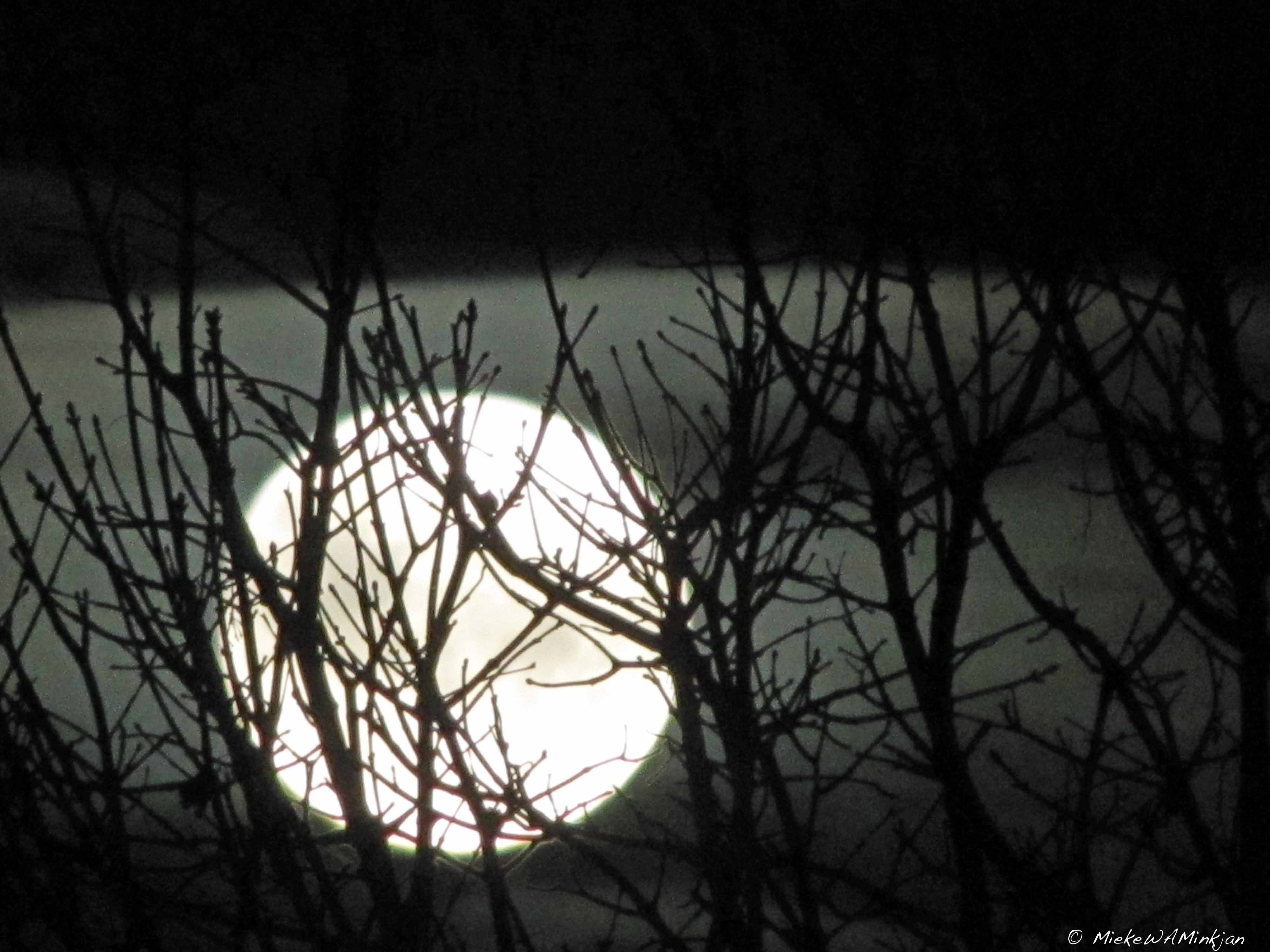 Moonlight