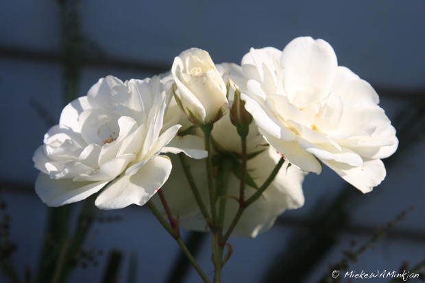 Iceberg roses