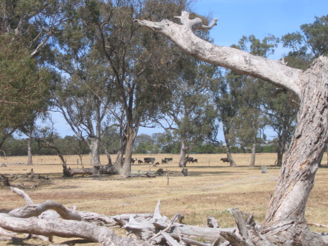 9 december Cows in Breaside park