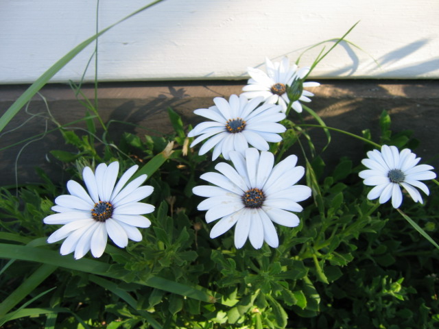 24 march Daisies