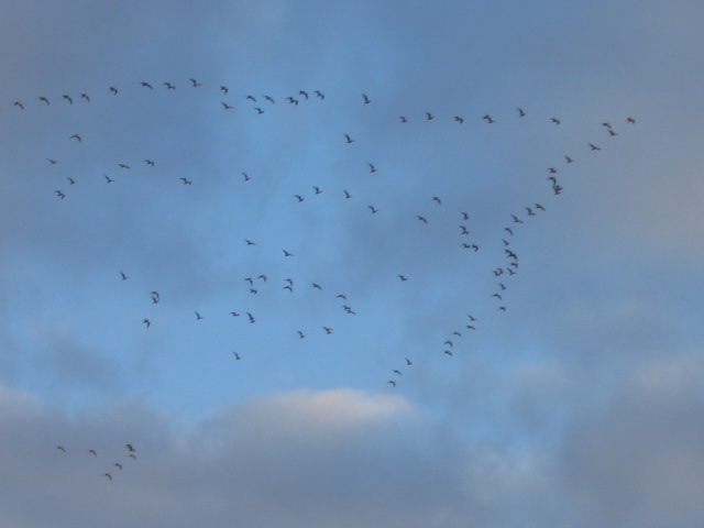 14 may Each dusk thousands of birds are  moving to some where unknown
