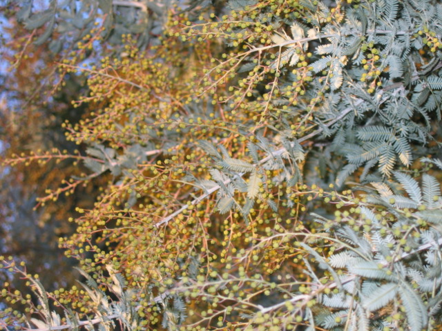 8 june Our wattle tree on the burst of blooming