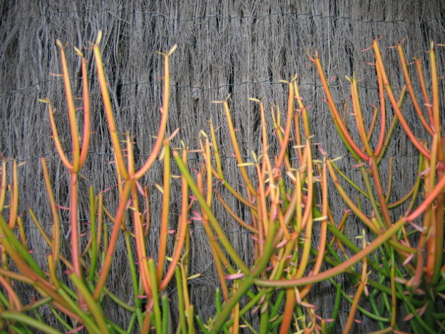 9 june A kind of cactus