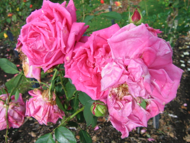 rosa roses