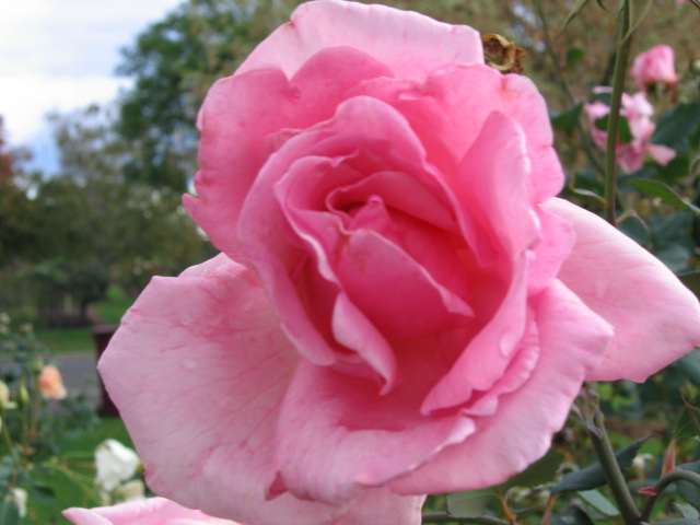 Pink rose