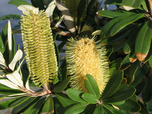 13june banksia