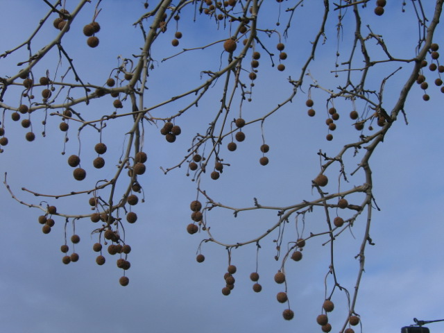 10 august A plane tree in the winter