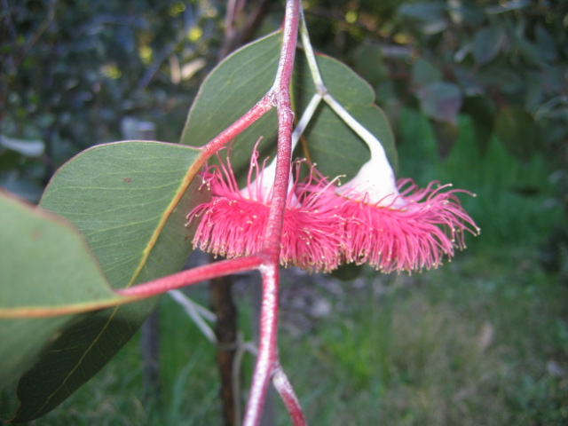 Eucalyptus flowers
