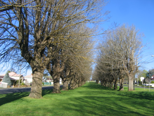 Elm trees in Camperdown