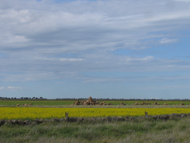 Canola fields