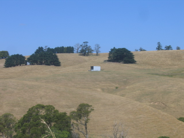 Peadocks in South Gippsland