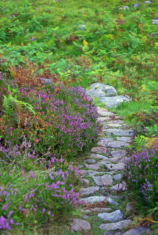 Colourful Path