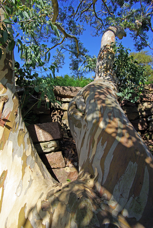 Fallen Tree