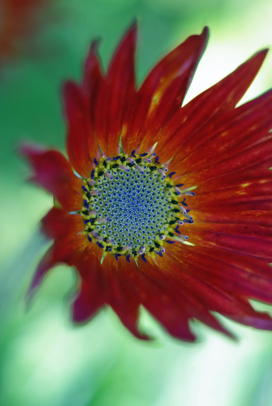 Inverewe Macro