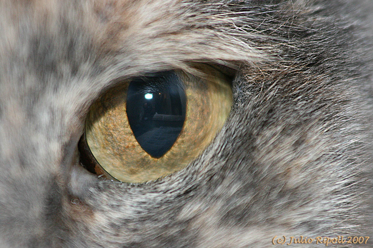 Boogie Eye