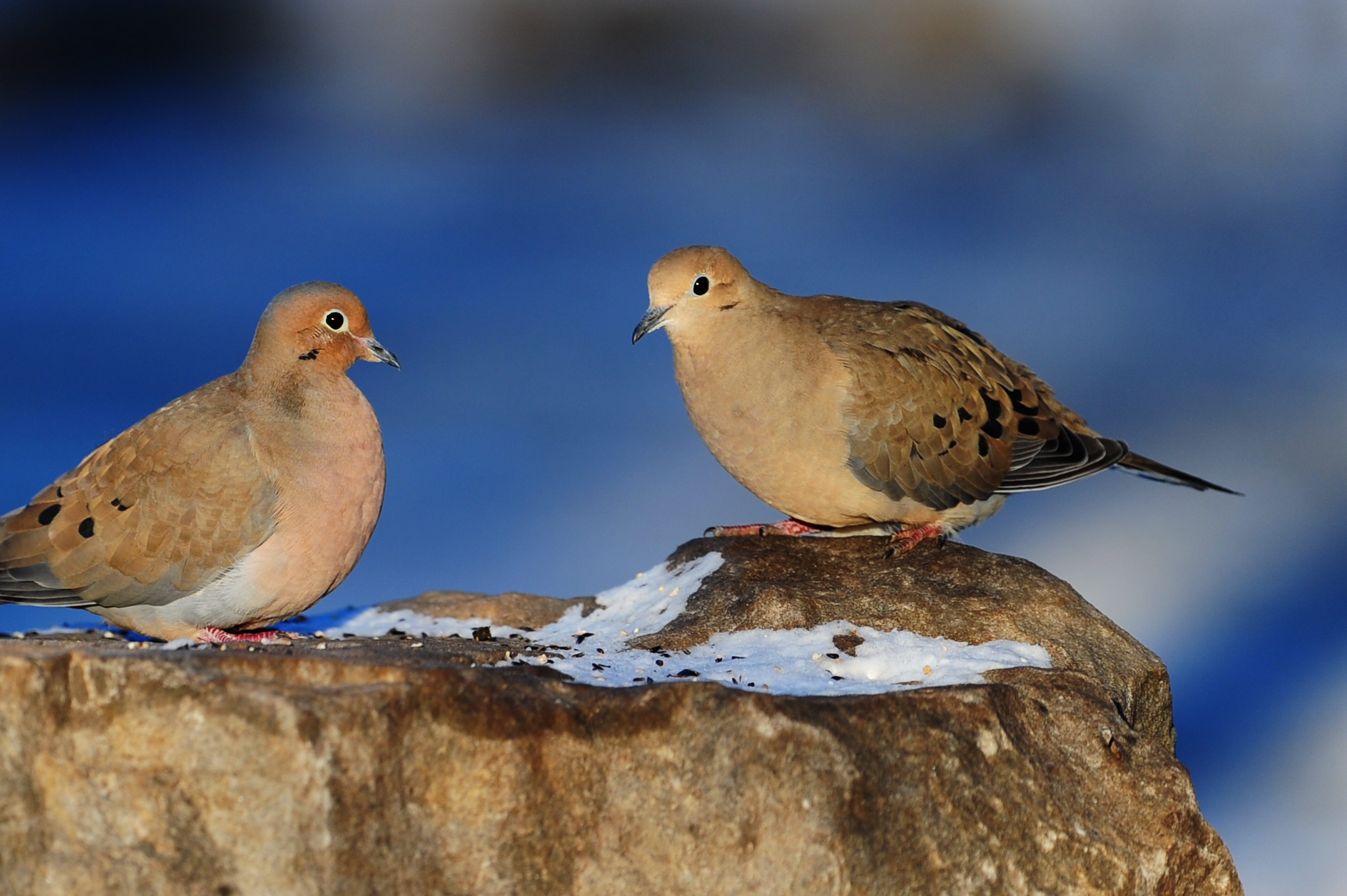 Mourning Dove