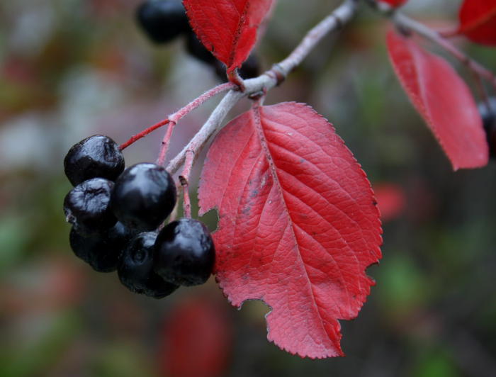 Red leaf