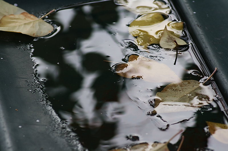 Leaves on lid