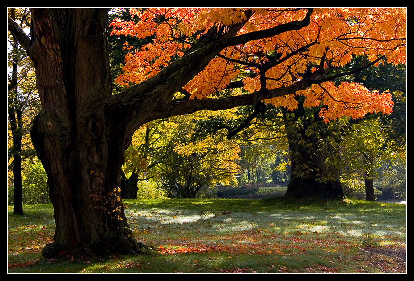 Old Tree
