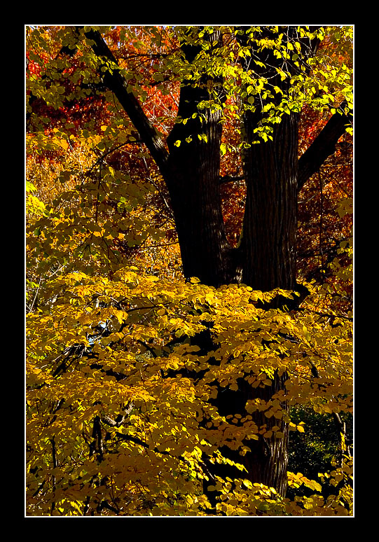 Central Park, NYC