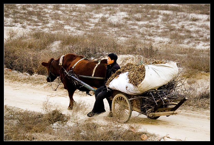 An Ox Cart