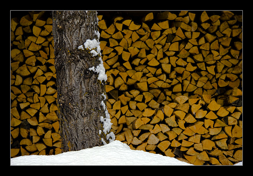 Fire Woods