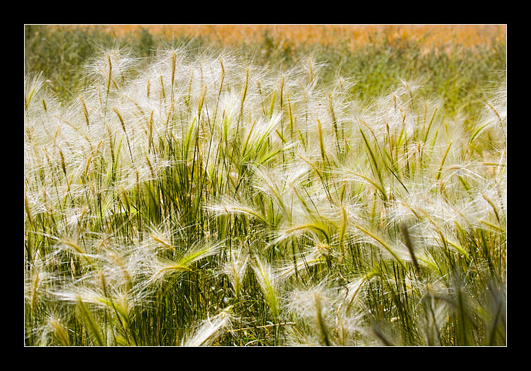 Wild Grass