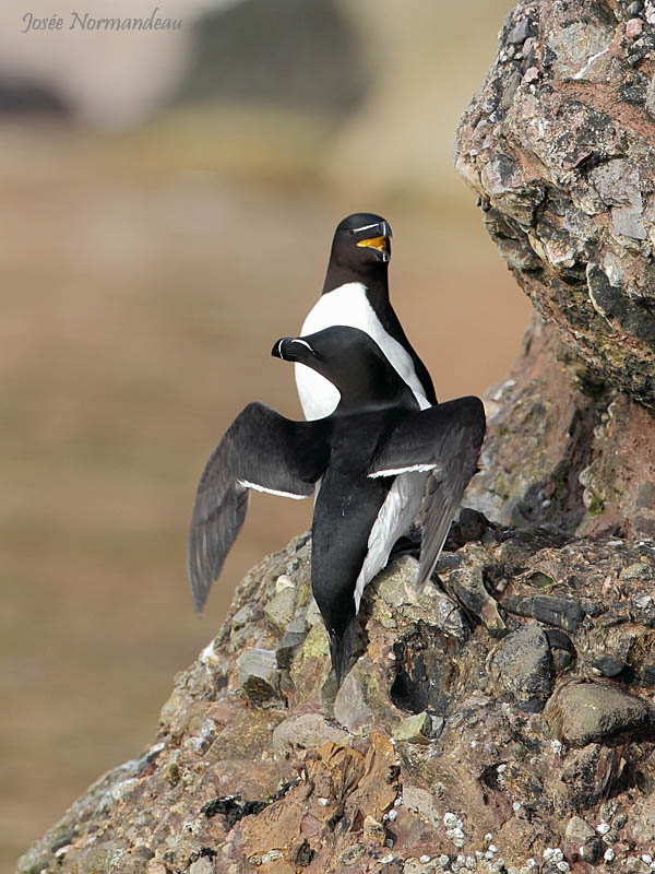 petits pingouins2 3538.jpg
