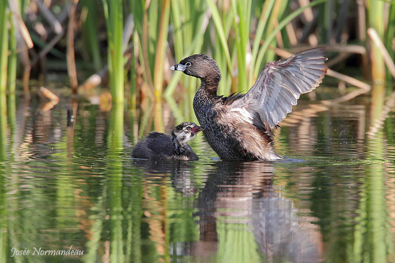 grebe2 4835.jpg
